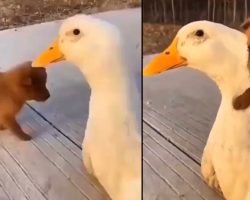 Puppy Meets A Duck For The First Time And Takes To It For An Adorable Hug