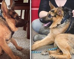 Dog With Short Spine Who Was Found As A Stray Has Nothing But Love In His Heart