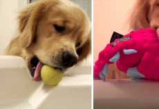 Golden Retriever Puppy Discovers Bathtub Ramp And Grabs All Of His Toys