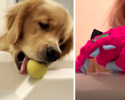 Golden Retriever Puppy Discovers Bathtub Ramp And Grabs All Of His Toys