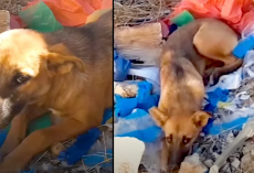 Dog Rescued From a Garbage Dump Finds the Perfect Best Friend