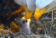 Weeks after tragically losing their egg, bald eagles successfully hatch eaglet