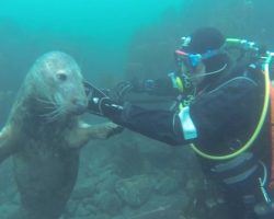 Divers Go To Film a Group of Seal Pups And End Up Giving Them Belly Rubs