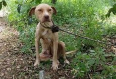Tied to a tree, left to die: yet the pit bull never stopped protecting its precious secret