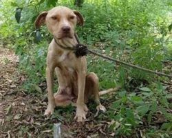 Tied to a tree, left to die: yet the pit bull never stopped protecting its precious secret