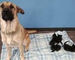 Stray Dog Found Curled Around Five Abandoned Kittens To Keep Them Warm In Winter Cold