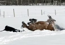 Horse makes snow angels with owner in adorable video: ‘Like we did as kids’