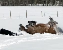 Horse makes snow angels with owner in adorable video: ‘Like we did as kids’