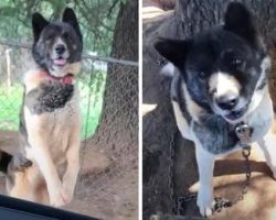 Woman Visited Dog Chained To A Tree For An Entire Year