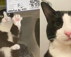 Lonely 10-year-old shelter cat waves to passerby from her kennel, then finally finds a home