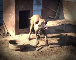 Tobi Danced On The End Of His Short Chain As They Arrived To Save 195 Dogs