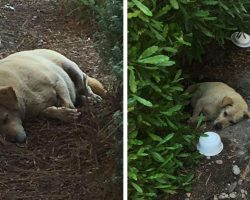 Abandoned dog found living in the dirt after owners moved away