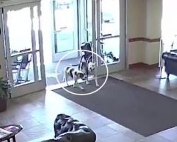 Everyone Was Caught Off Guard When Two Pit Bulls Wandered Into The Hospital