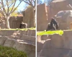 Dog Finds Himself In The Gorilla Enclosure At The San Diego Zoo