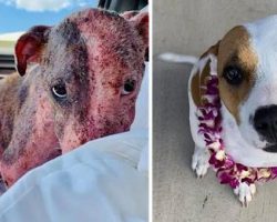Dog found in shocking state after she was cut and buried alive – you won’t believe her transformation