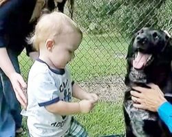 Abused baby couldn’t tell his parents about cruel sitter, but his dog could