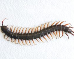 Why you should never kill a house centipede if you find one inside your house