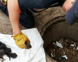 Firemen save 8 Labrador pups from drain: Then they realise they’re not dogs at all