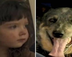 3-year-old vanishes from family home – 15 hours later, they see a dog crouching over her in the woods