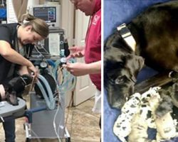 Great Dane gives birth to ‘shocking number’ of puppies