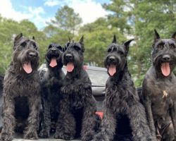 From Show Dogs to Service Dogs: The Many Roles of Giant Schnauzers