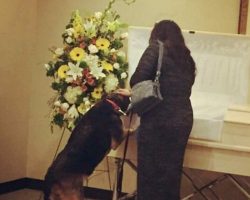 Family tense up instant dog looks into owners casket to make shattering revelation