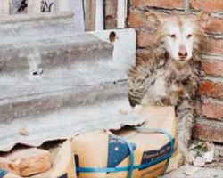 Skinny husky is so scared she hides in a corner all day – then animal heroes give her new life