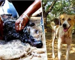 Street dog is found covered in tar and unable to move – makes amazing recovery