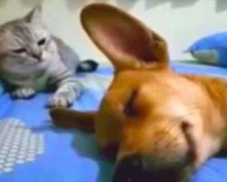 Dog releases powerful fart in his sleep – cat’s naughty revenge causes thousands to laugh out loud