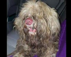 Shabby dog can’t even see – then dog groomer takes action in middle of night and makes impossible transformation