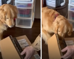 Devastated Golden Retriever Gets A Gift To Help Ease His Pain & Loneliness