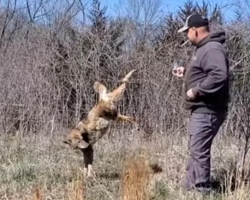 Heroic Man Rescues Coyote Hopelessly Stuck In A Fence
