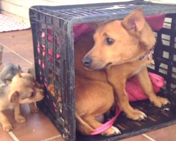 Abused Mama Dog Missed Her Little Babies, Then She Looked Out Of Her Crate
