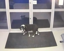 Lost dog wanders into police station to ‘turn herself in,’ reunites with owners