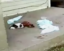 A Hurt Puppy Was Found On A Random Porch With No One Around