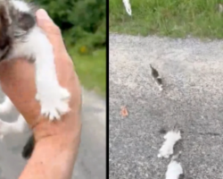 Guy Thinks He’s Saving A Kitten, Gets Ambushed By An Entire Group Of Them