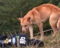 Stray Dog Approaches Girl Who’s Lying Lifeless on the Ground