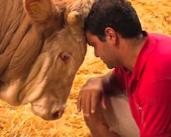 Neglected bull is released after a life in captivity