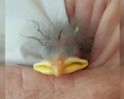 Woman saves abandoned chick from smashed egg – 1 yr later, her transformation shocks everyone