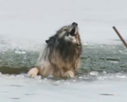 Neighbors hear dog’s cries for help from icy water: Their next step leaves me in tears