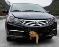 200 Miles Into The Trip, He Hears Barking Coming From The Front Of His Car