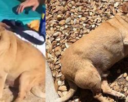 Total transformation! Chihuahua too overweight to walk loses half his 35 pound weight