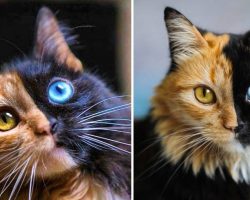 Stunning cat looks like she has two faces and people can’t believe she’s real