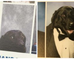 School gives student’s loyal service dog a place in the yearbook