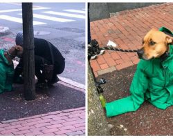 Woman gives a dog her jacket to keep him warm while he waits outside