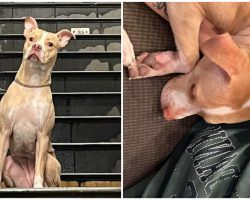 Woman rescues and adopts dog abandoned at NYC subway station