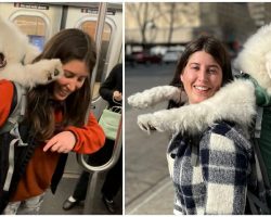 Woman carries her big, 52-pound dog in backpack to get around NYC subway rule
