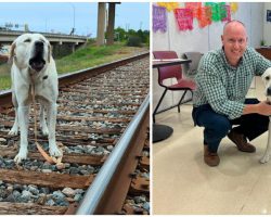 Dog rescued just in time after being nailed to railroad track, finds a new home