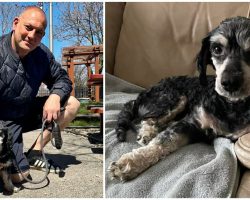 Stray dog gets adopted by firefighter who rescued him — thank you