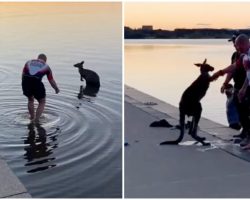 Thankful kangaroo offers a handshake after three men save it from freezing lake